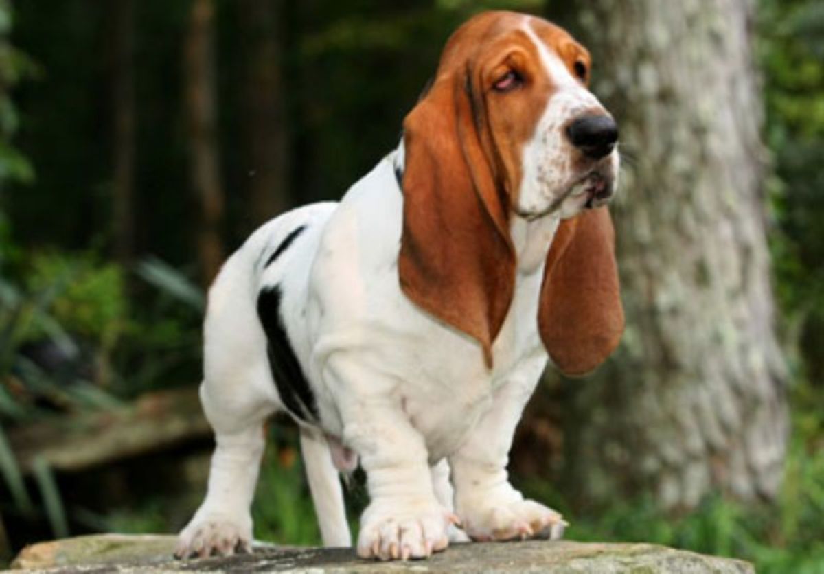 Bowed legs are the main problem with the Bassett Hound and other short-legged dogs.