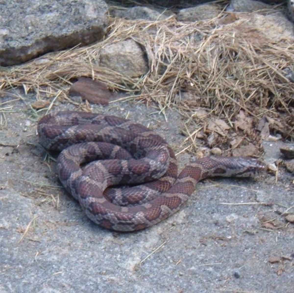 Can you identify this snake? 