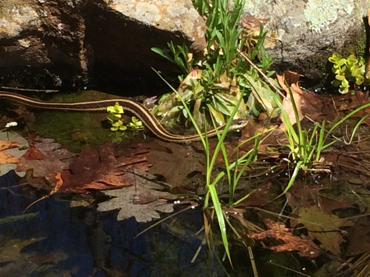 A Ribbon Snake skims across our pond 