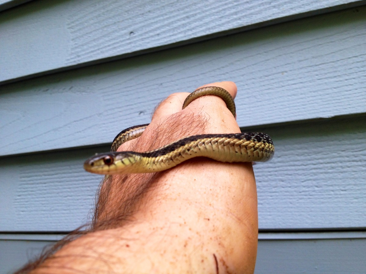 Snakes, Salamanders, and More in Connecticut Yards and Gardens PetHelpful