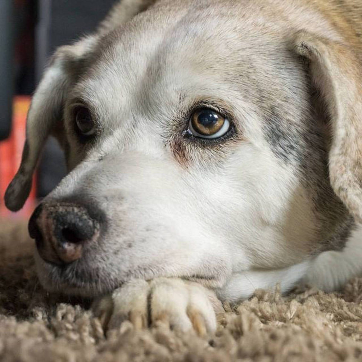 Can Pets Spread Bed Bugs Worldofwardcrap