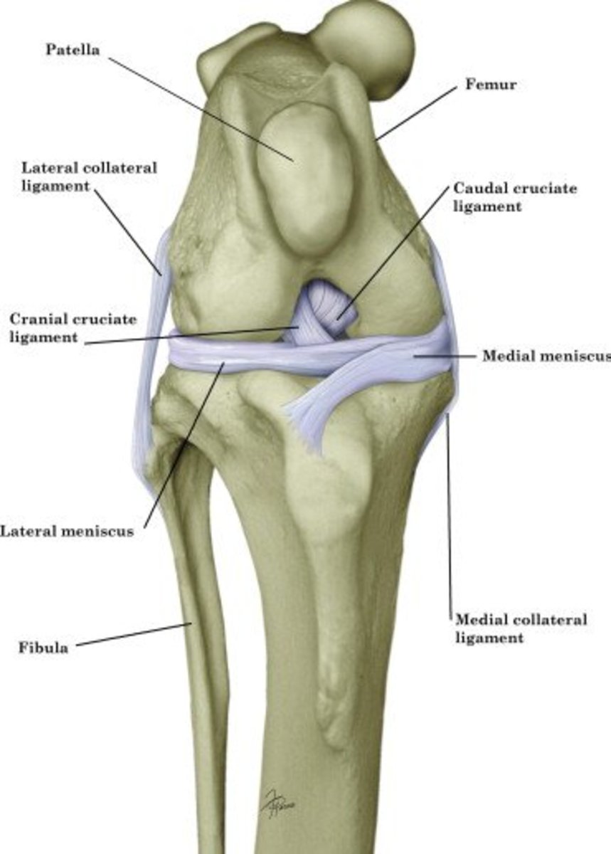 Causes And Treatments Of Hindlimb Lameness In Dogs PetHelpful