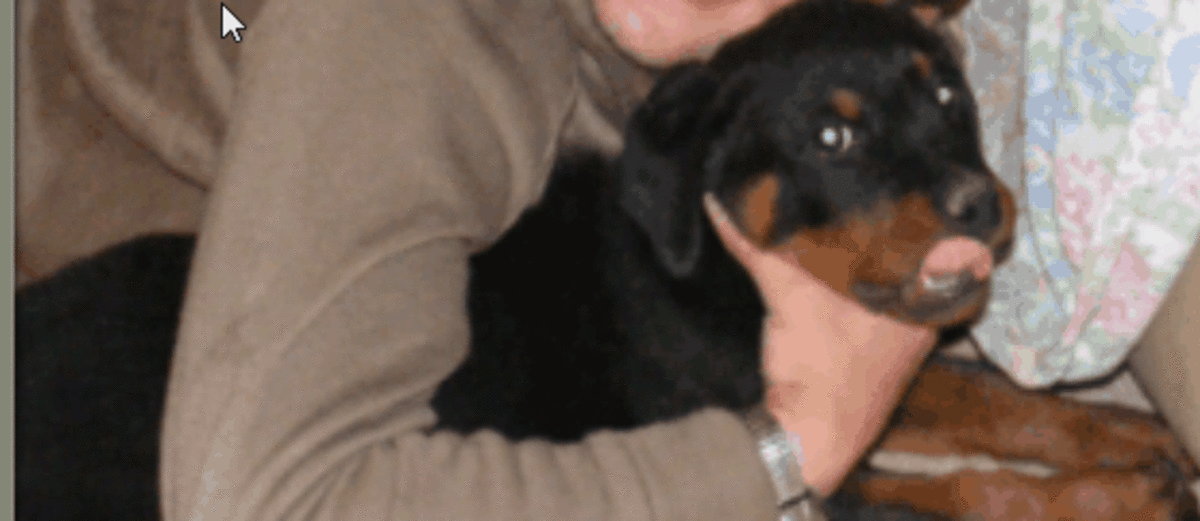 This dog is lip-licking because they feel uneasy being hugged.