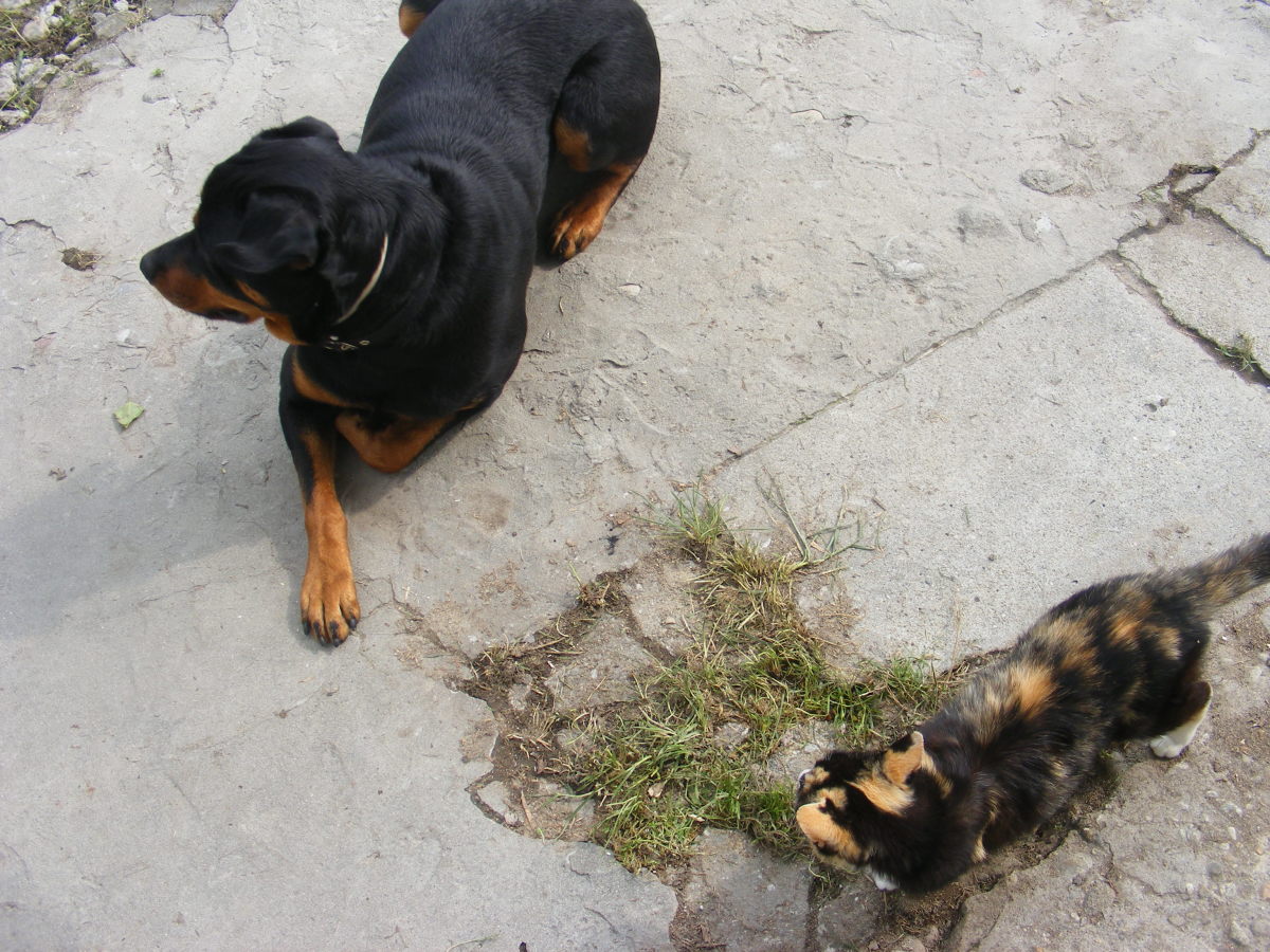 Note how my female Rottweiler turns her head away from the cat.