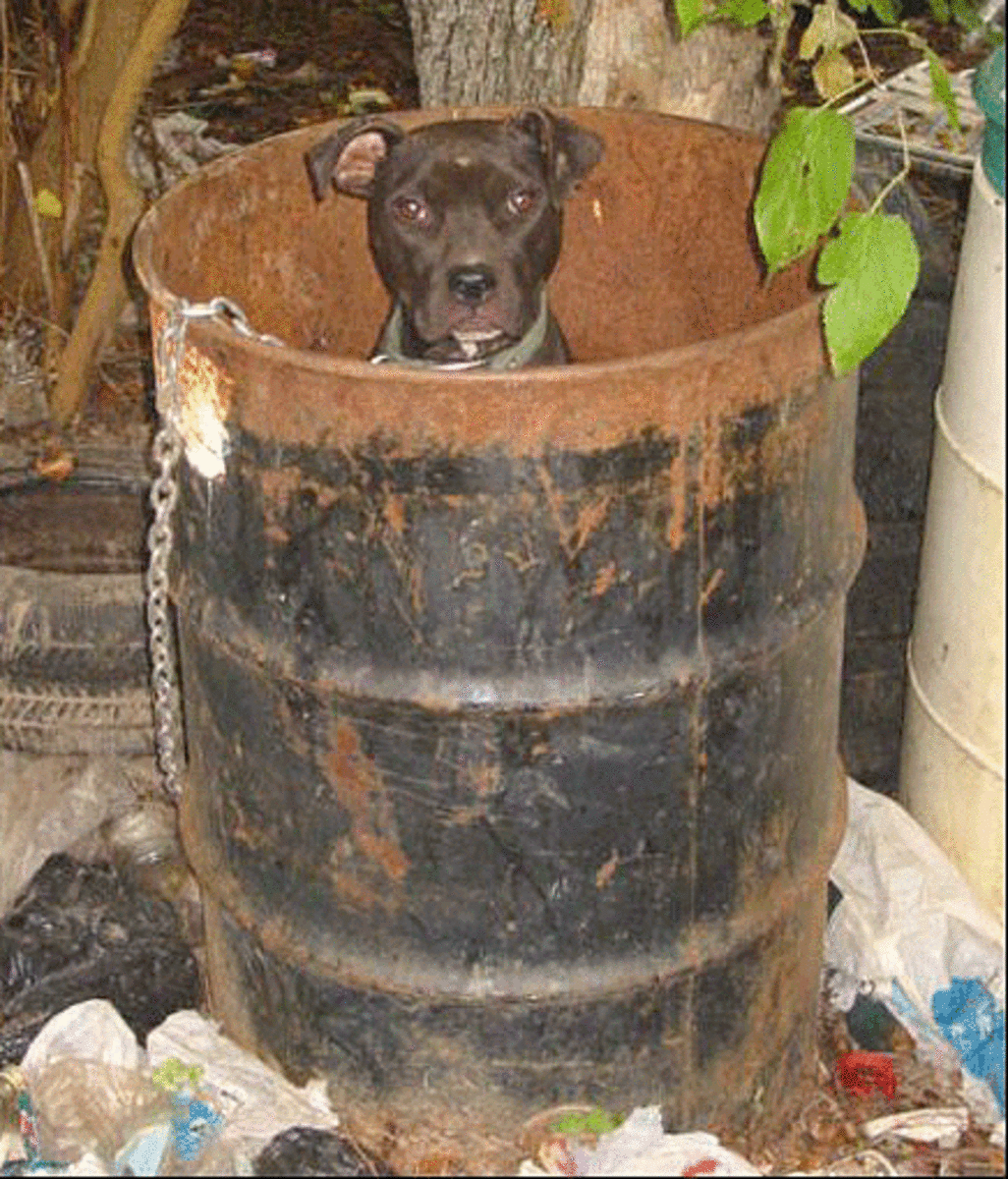 A dog dumpster diving.