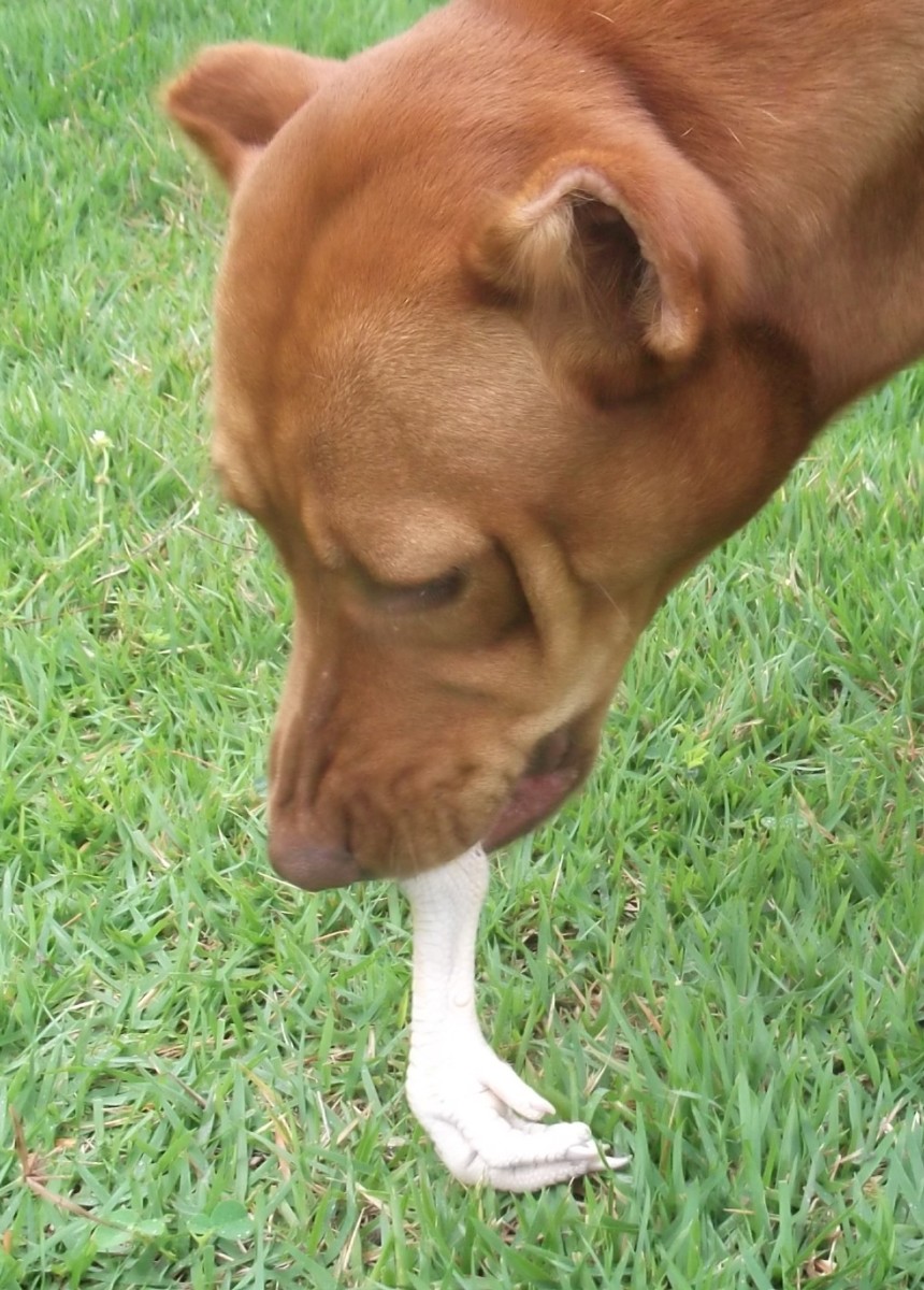 My dog chewing a chicken leg 
