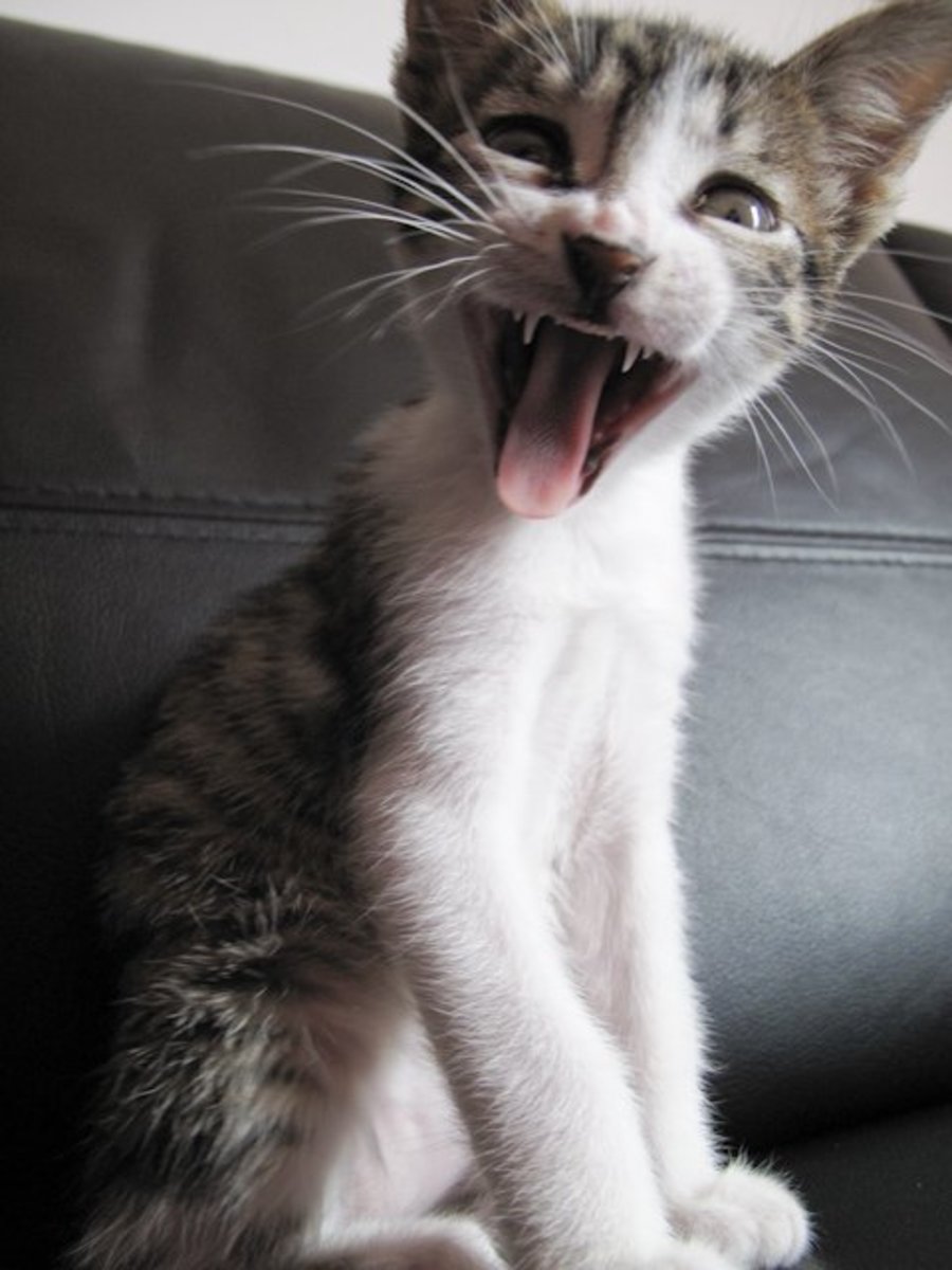 If your cat scratches its ears and shakes its head too much, it could wind up temporarily losing sanity and screaming its head off like this!