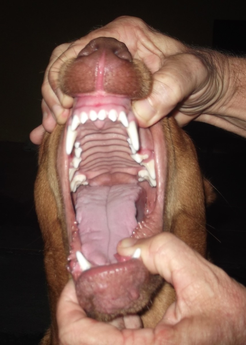 A healthy mouth. Do this every week and your dog will be used to it.