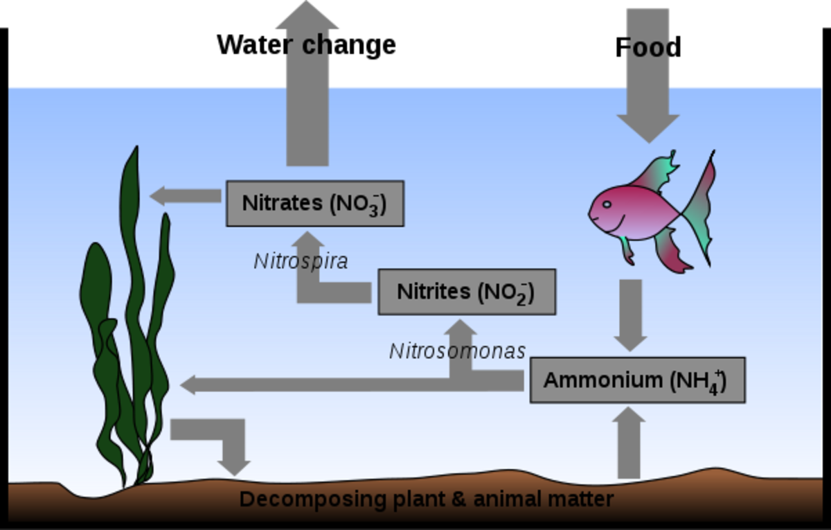 Nitrogen cycle in an aquarium