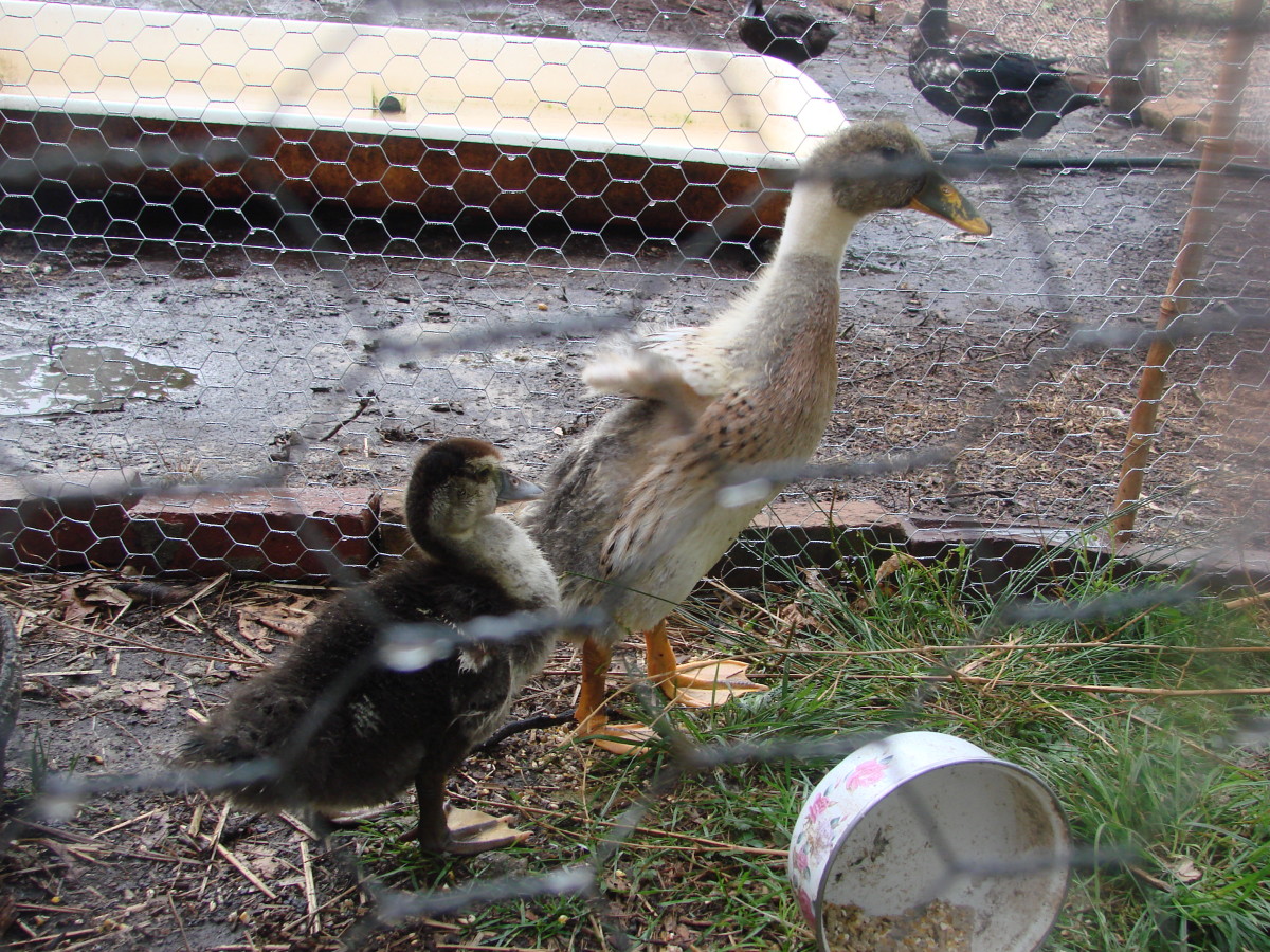 Baby ducklings. Katrina was careful not to let them imprint on her.