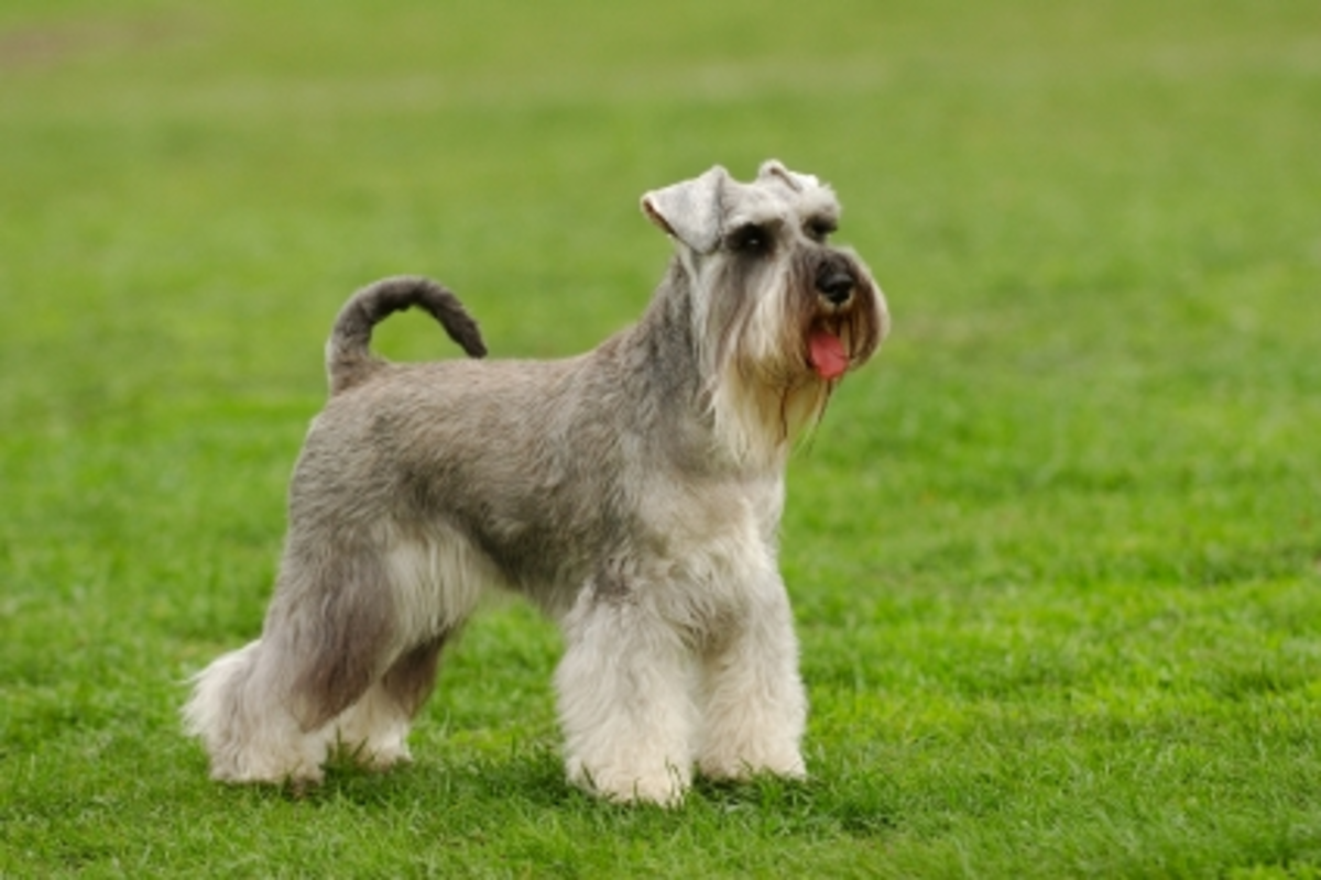 six-great-dog-breeds-that-dont-shed