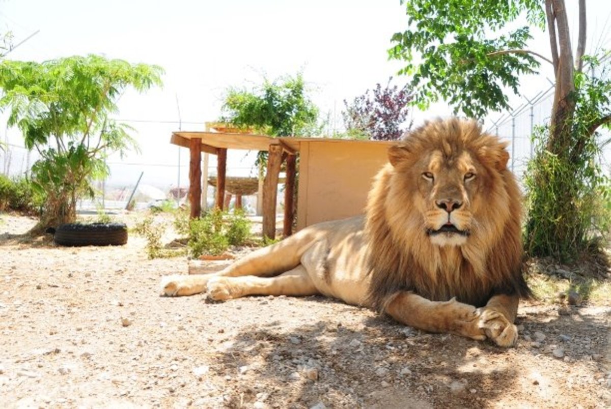 Pet lion owned by Zuzana kukol.