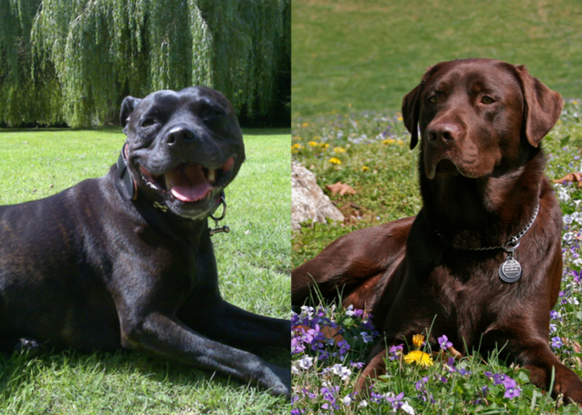 Here is an example of a typical AmStaff (left) and a typical Chocolate Lab (right). Dakota is a cross between these two breeds.