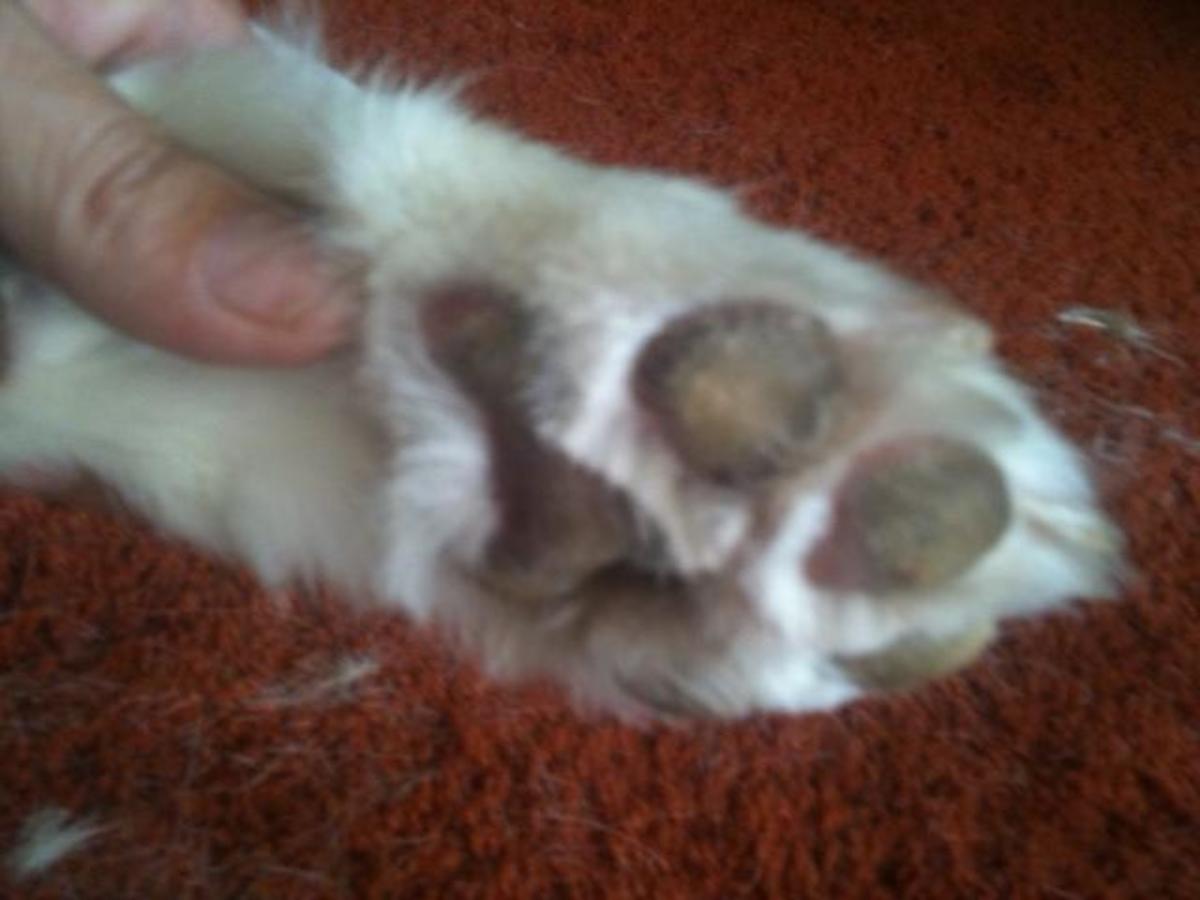 And here is her foot after being groomed.