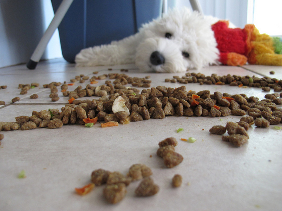can-i-feed-my-dog-table-scraps