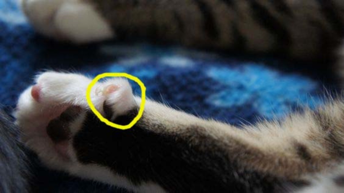 Here's what a cat's dewclaw looks like. 