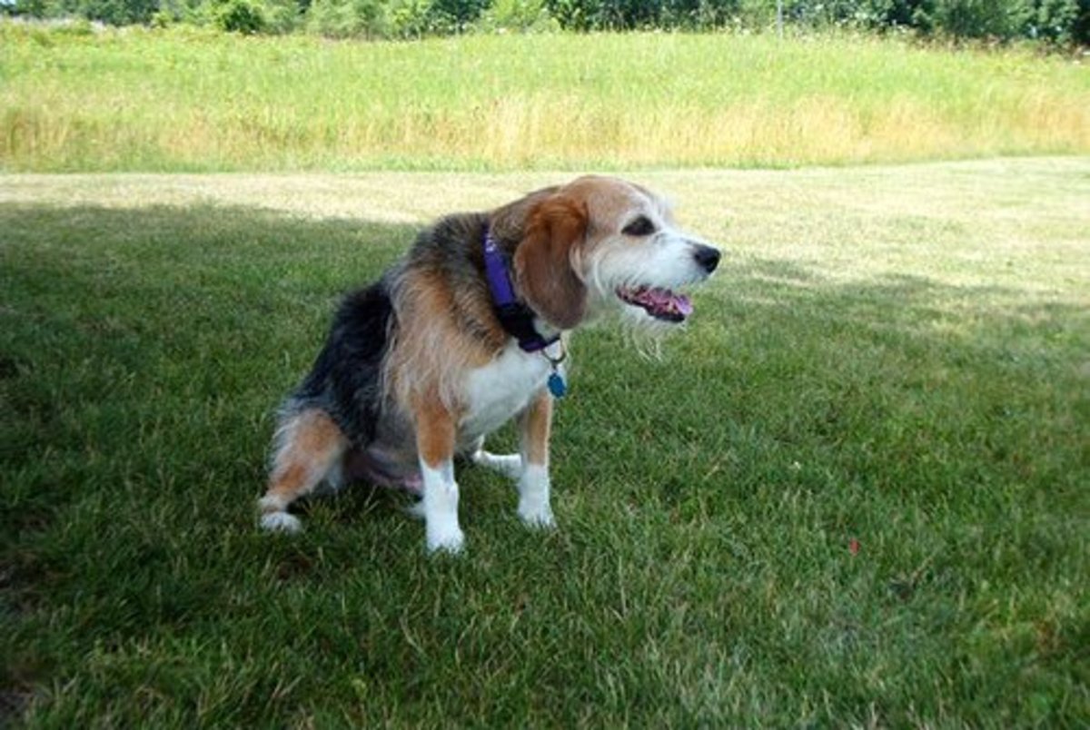 Older dogs are subjected to many toxins and are often diagnosed with cancer.