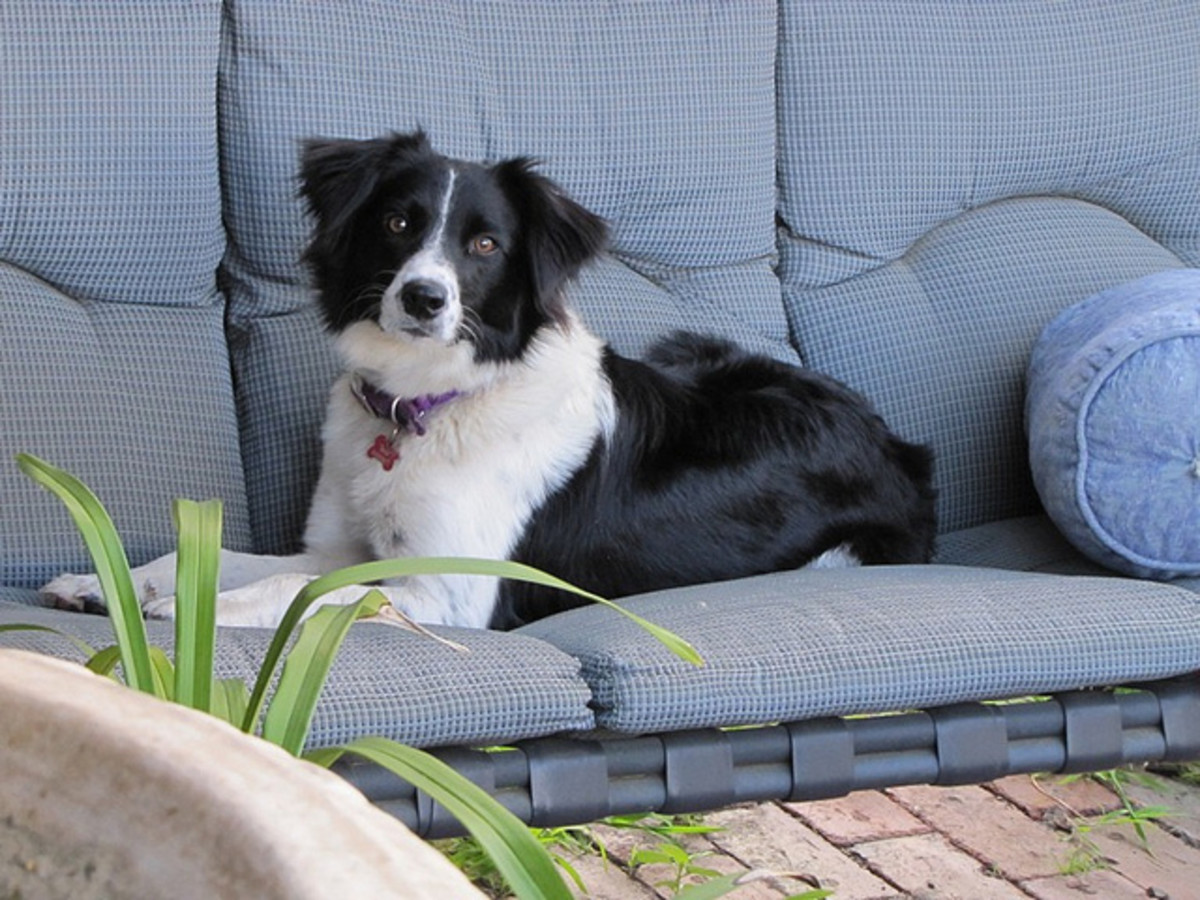 The Border Collie is always thinking. That is one of the problems.