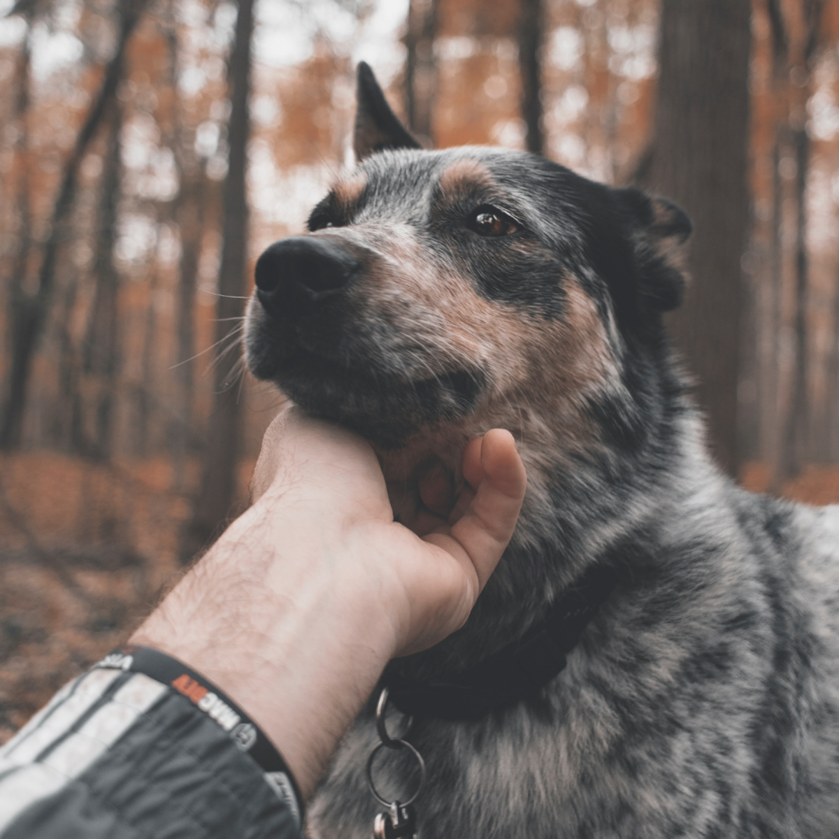 Try petting a friendly dog under his chin. 