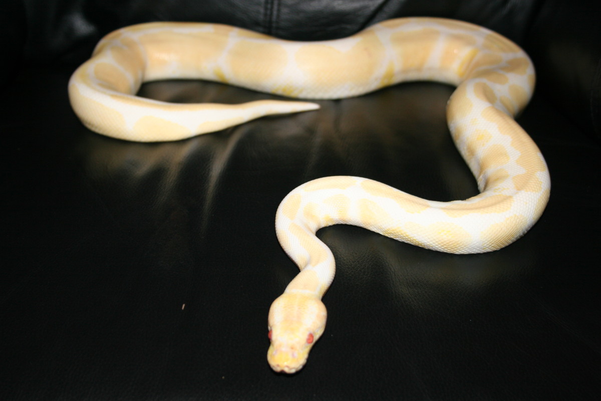 This is Butterscotch, a Female Albino.