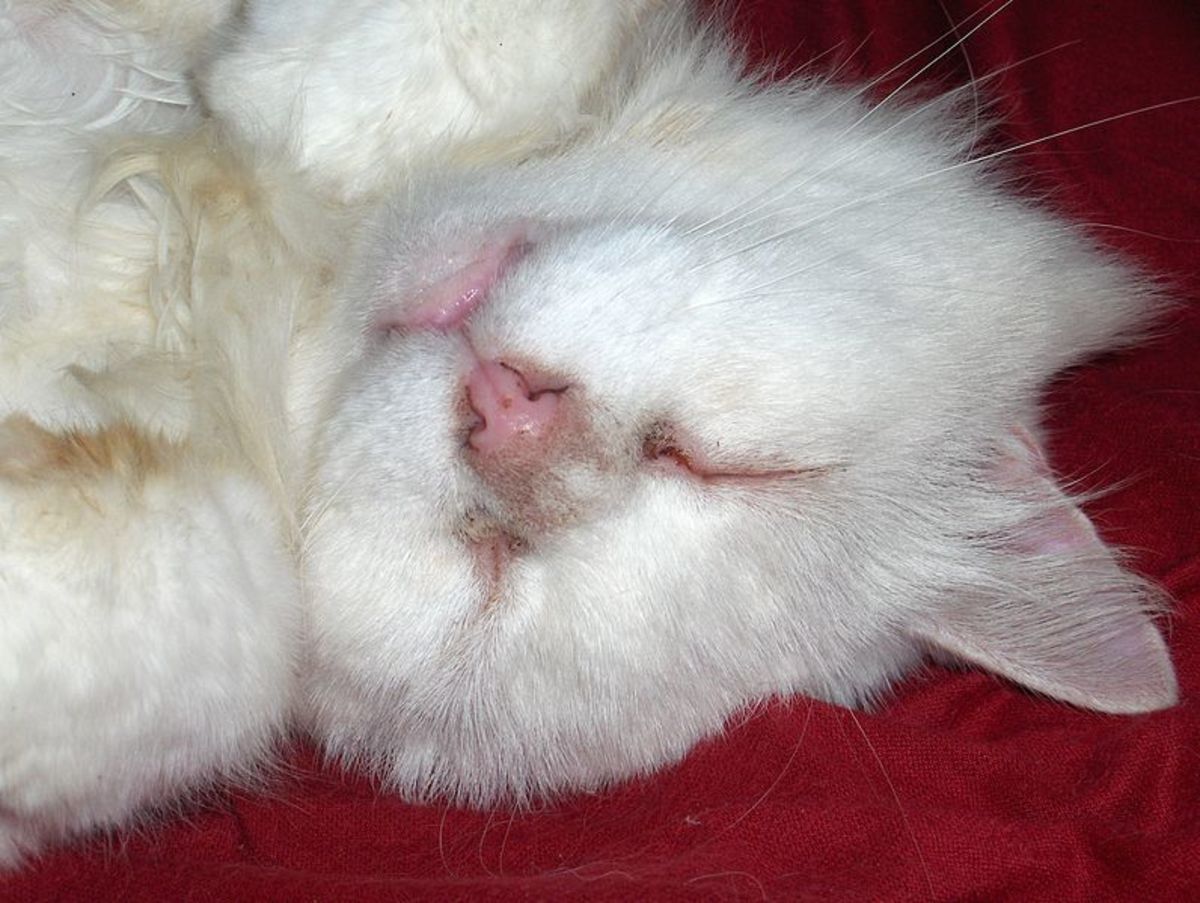 Top 100 White Cat Names PetHelpful