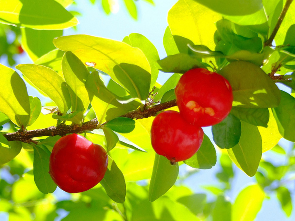 Acerola: a great source of vitamin C