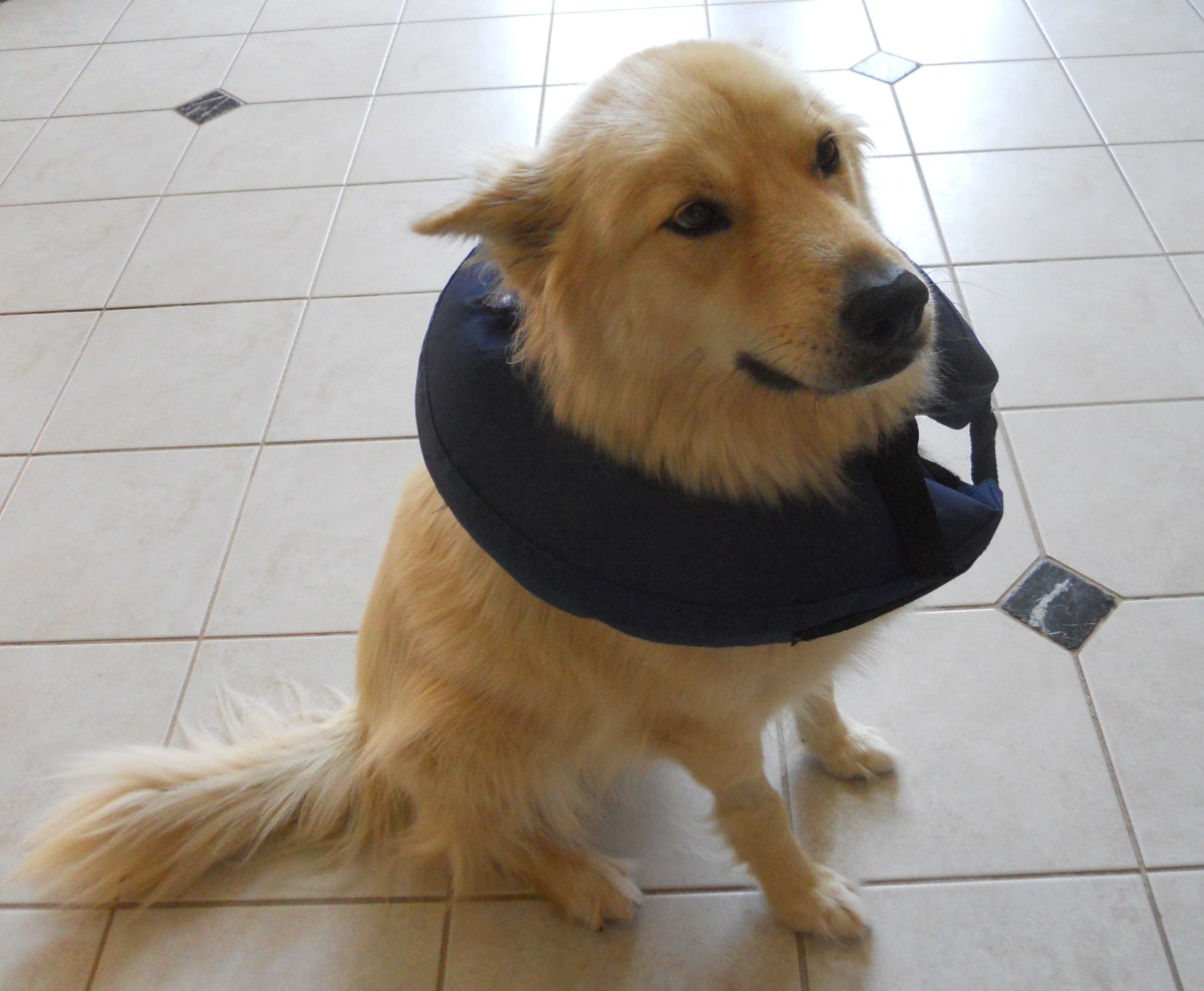 cost to remove bladder stones in dogs