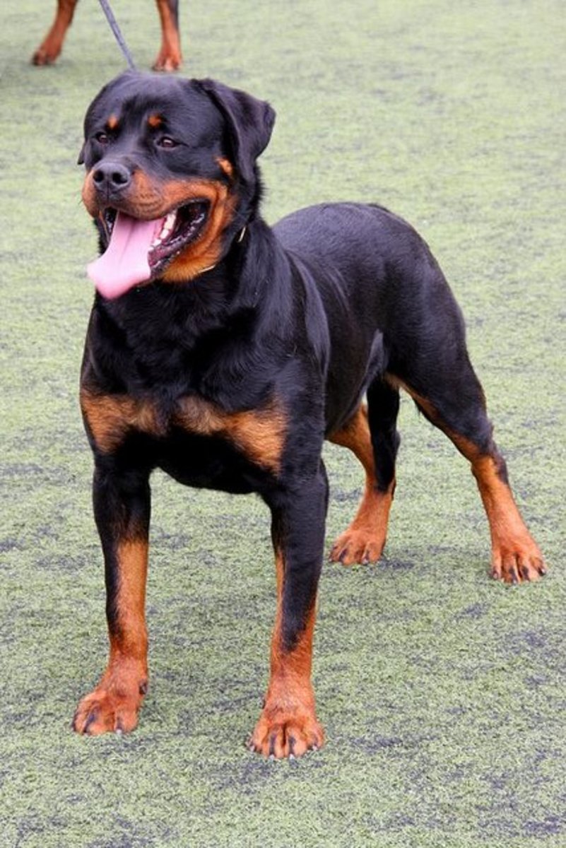 are rottweilers good guard dogs?