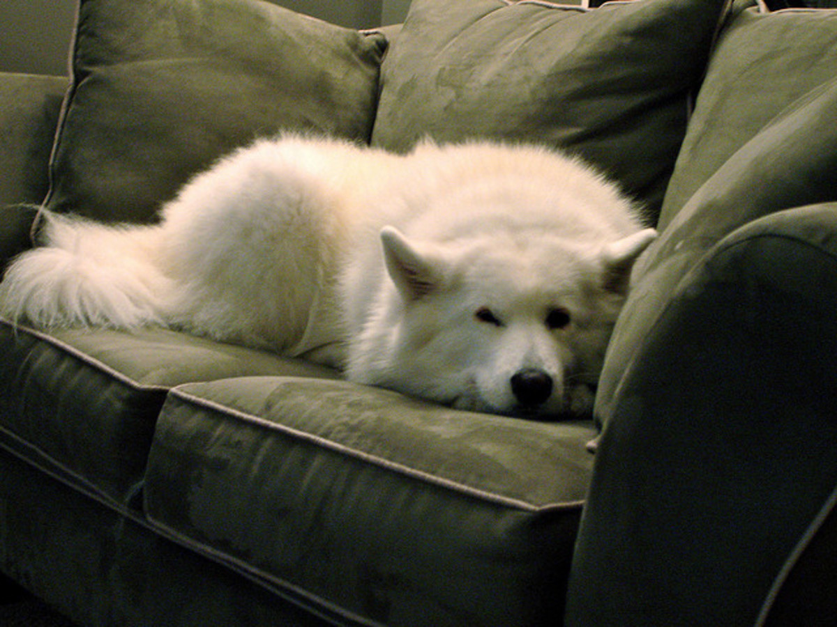 Unless you have a white couch, you will find Samoyed hairs.