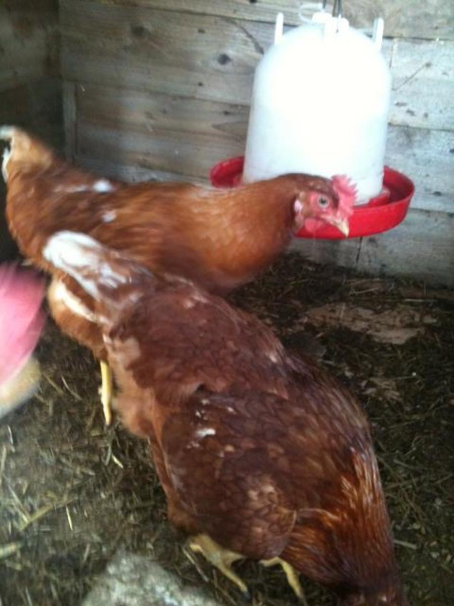 Rosemary and Dumpling, my Golden Comet hens.