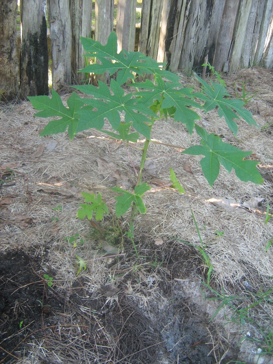 Young papaya trees will thank you for the dog waste compost.
