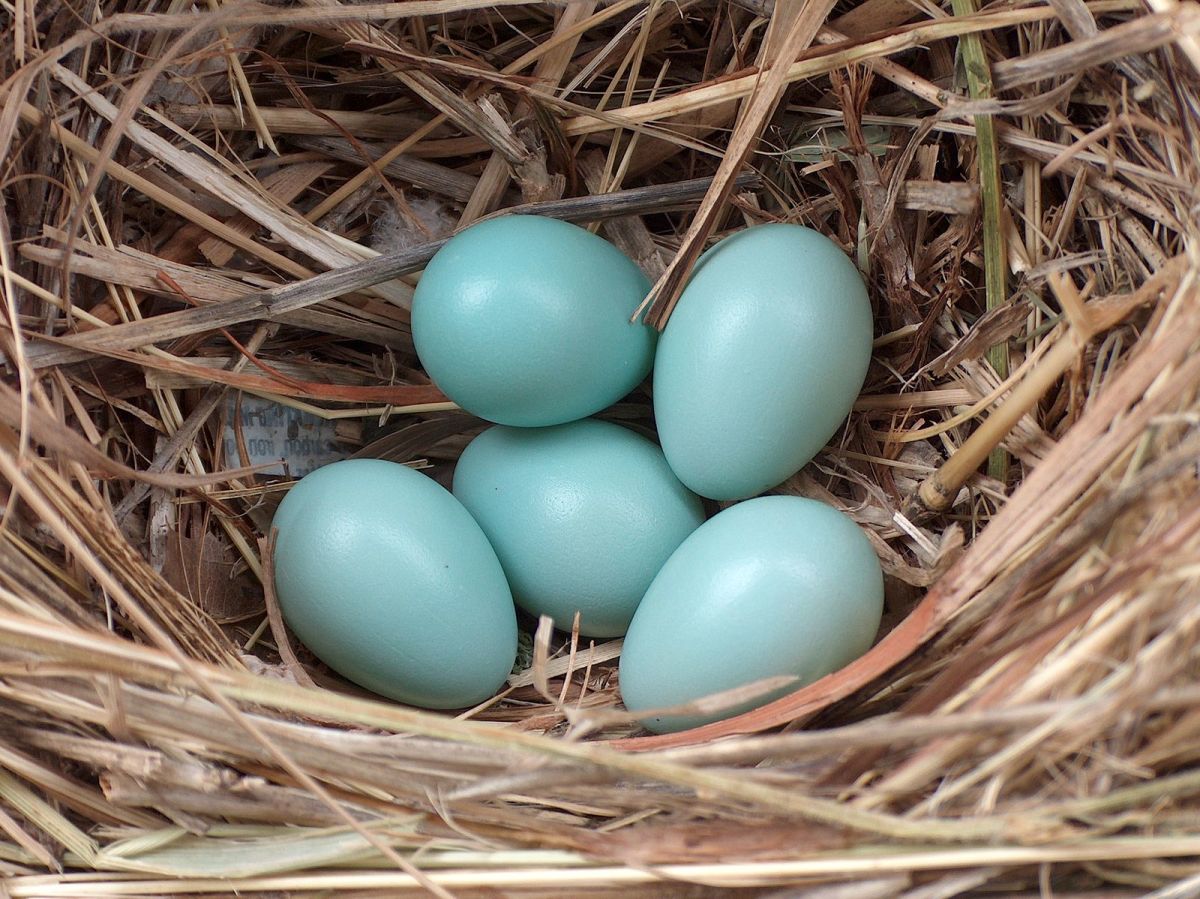 Starlings usually lay four or more eggs at a time. 