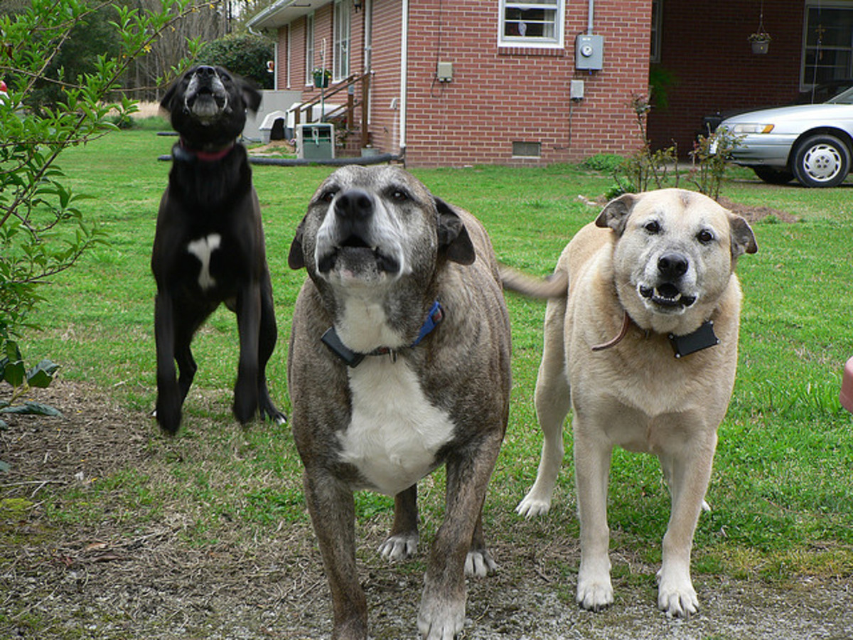 Dog training not to cheap bark