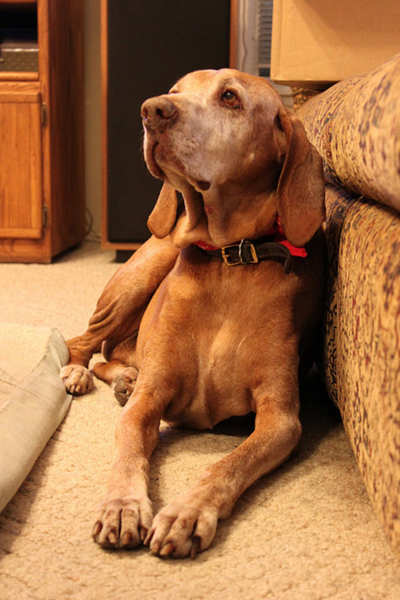 Arthritic dogs may become grumpy.