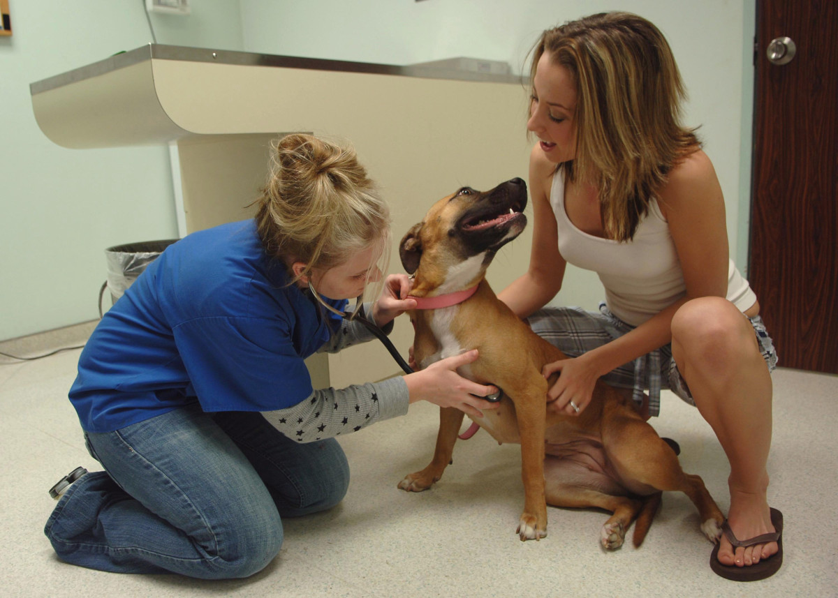 It is important to have your dog examined by a qualified veterinarian. 