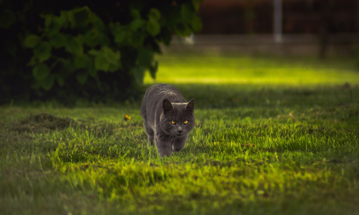 There are many stories of cats using their innate sense of location to find their way back home after getting lost.