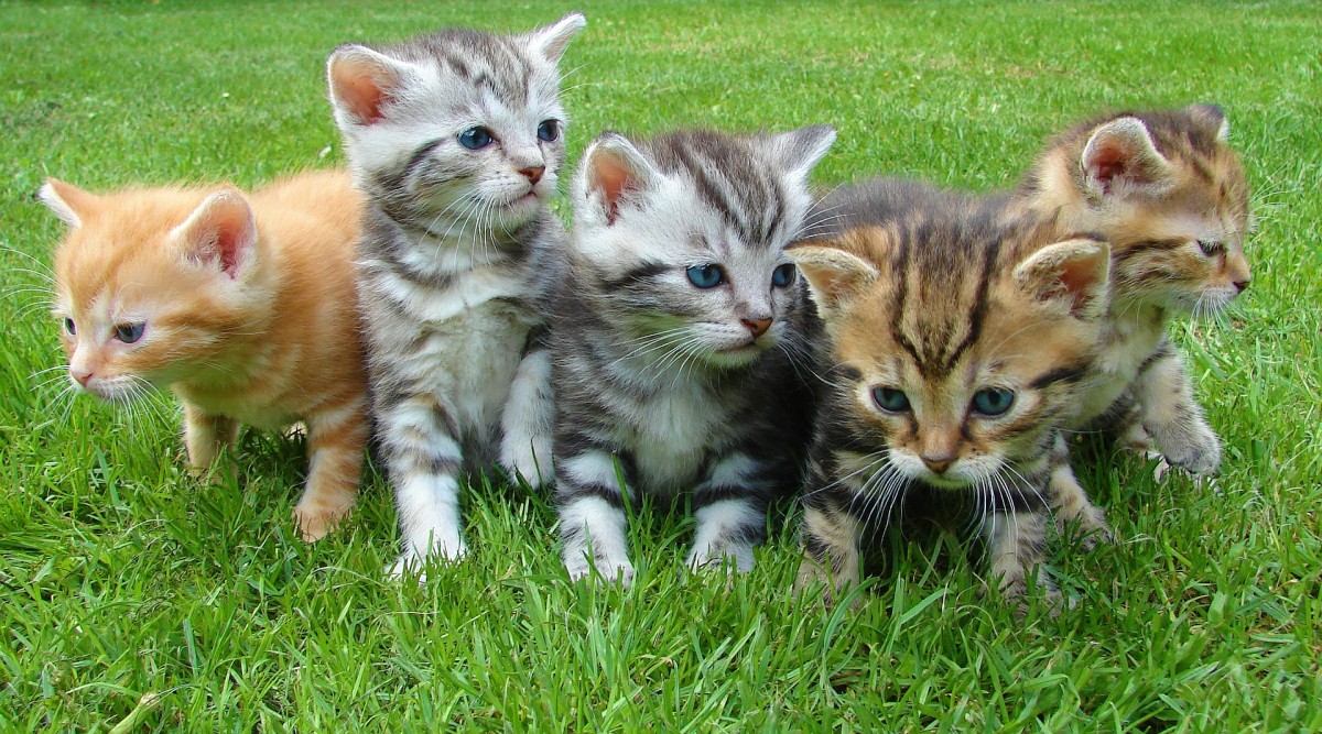This litter of kittens reflects several variations of coat color from their parents.