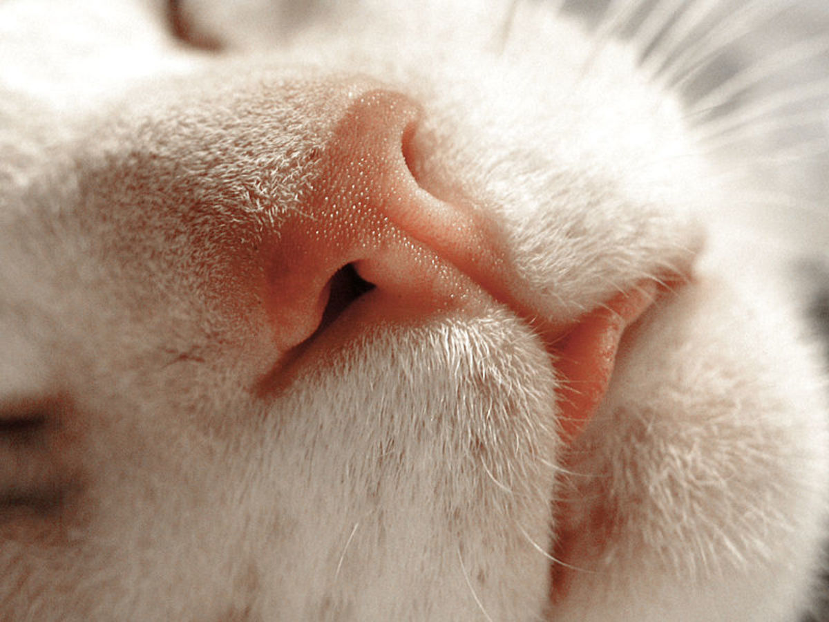 This cat's nose is not only cute, it's as unique as a fingerprint.