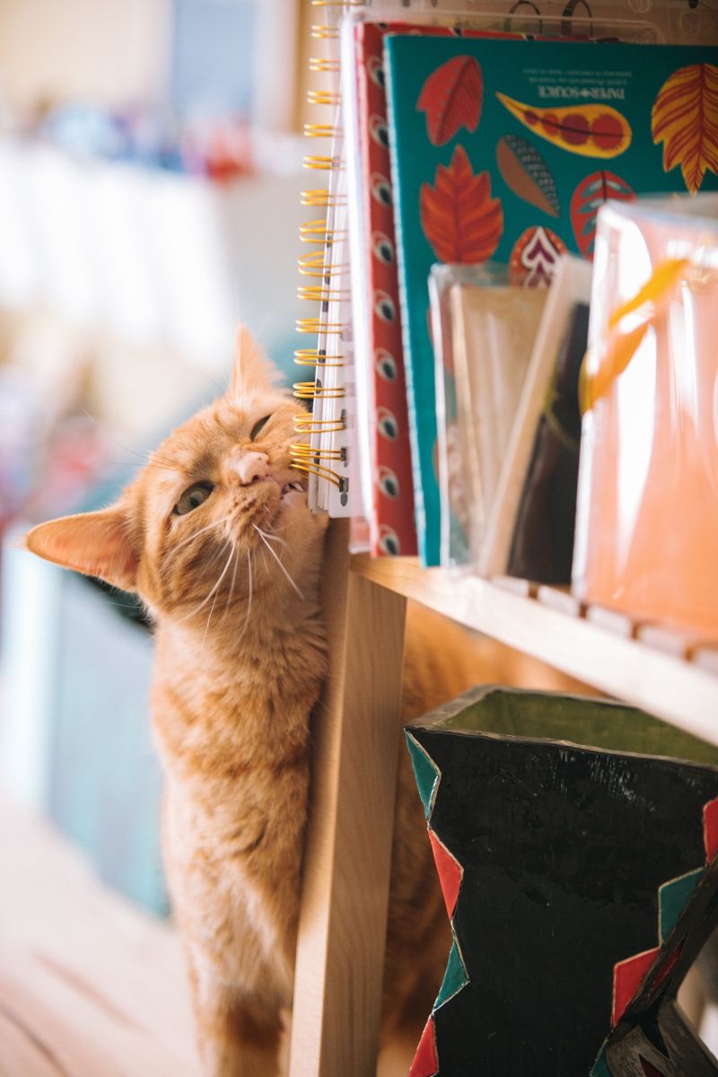 This cat appears to be claiming a notebook and maybe the entire shelf.
