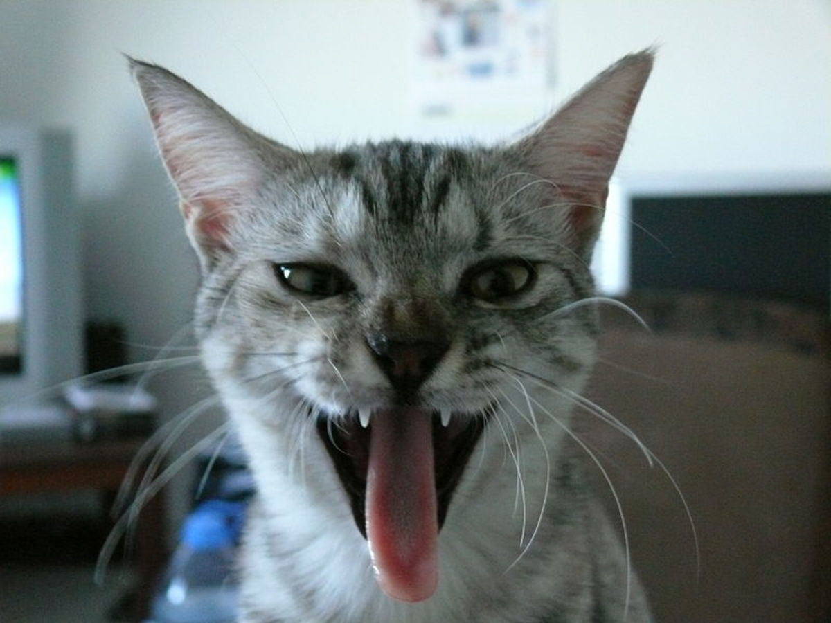 Kitty Yawn