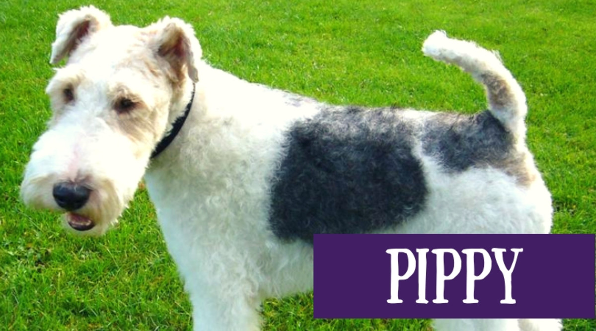 great-names-for-a-wire-fox-terrier