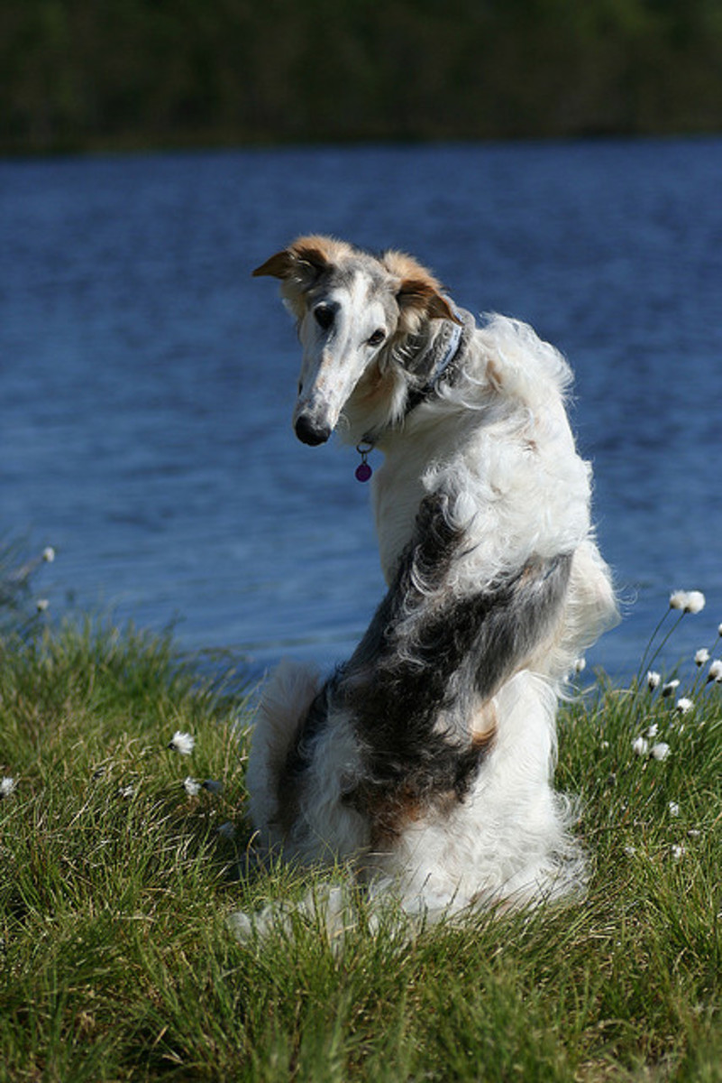 An adult Borzoi by the lake.