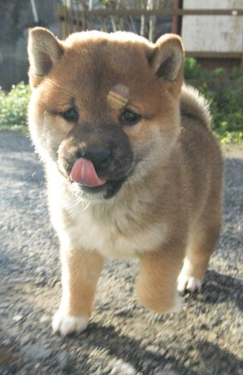 A Shiba Inu puppy.