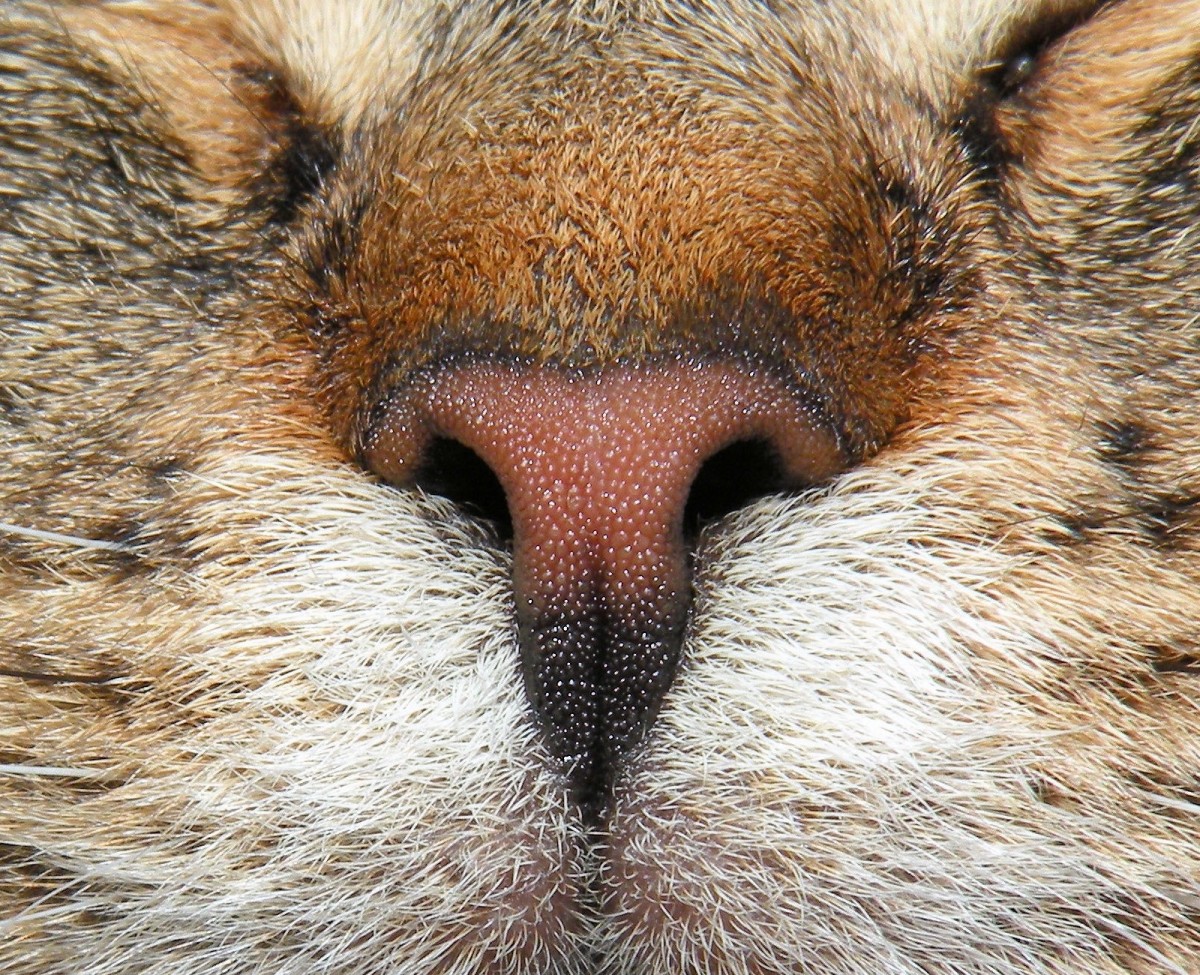 A healthy cat nose is either pink or black in color. It is usually mildly moist but not dripping. 