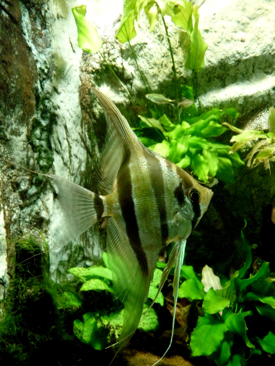 Zebra Angelfish