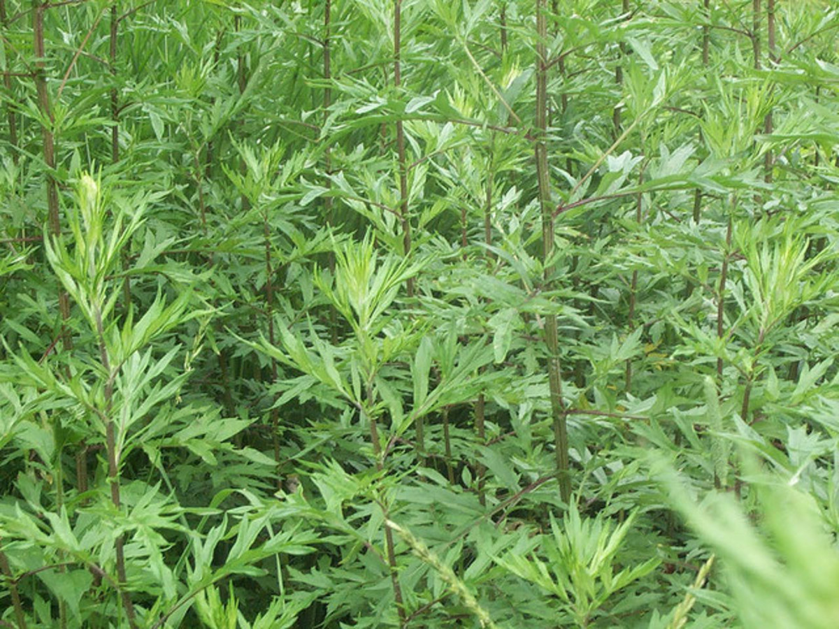 Mugwort, a herb used in heartworm therapy.