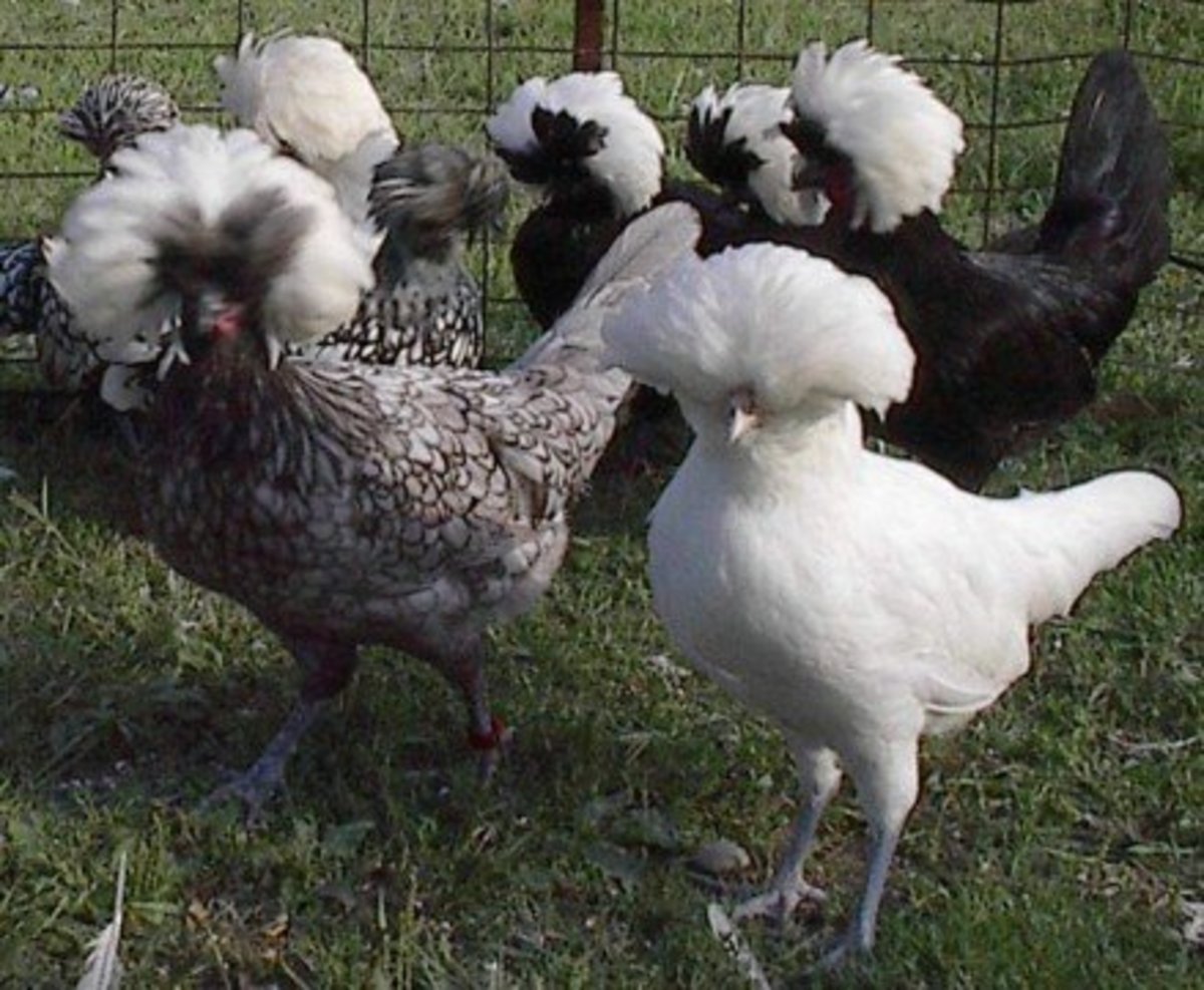 Top 12 Utterly Bizarre Chicken Breeds - PetHelpful