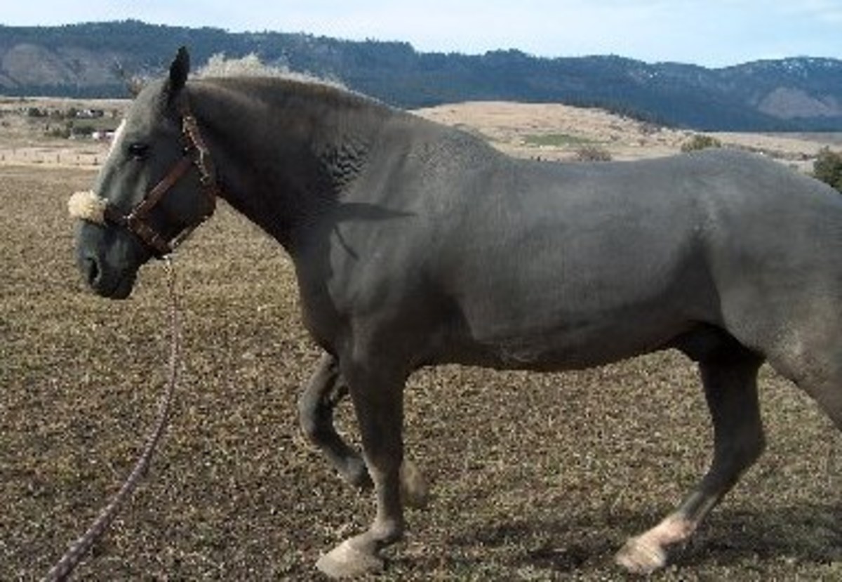Hairless horses have popped up as spontaneous mutations for hundreds of years. They are prone to sunburns, overheating, and other skin conditions. 