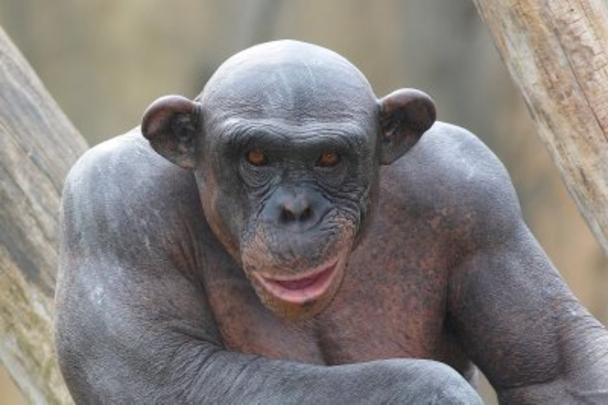 shaved chimpanzee