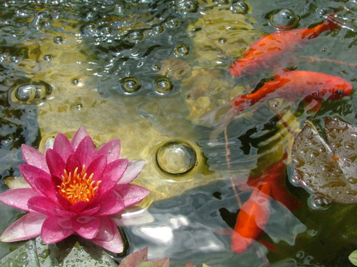 50+ Creative Goldfish Names From Blaze to Twinkie PetHelpful